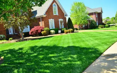 How to Keep your Lawn Green All Summer