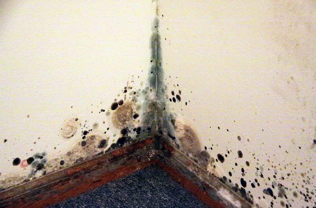 prevent mold growth at home
