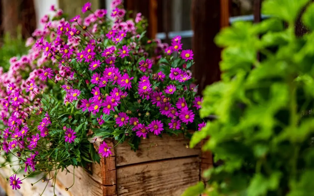creating a container garden