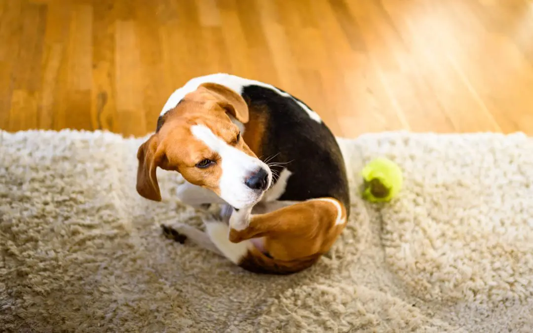 5 Simple Steps for Pet-Proofing Your Home