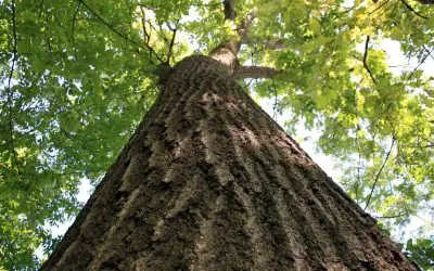 Tree Maintenance Made Simple: Summer Do’s and Don’ts