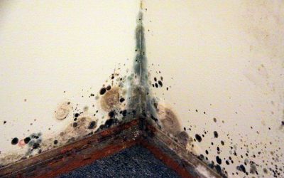 4 Essential Tips to Prevent Mold Growth at Home
