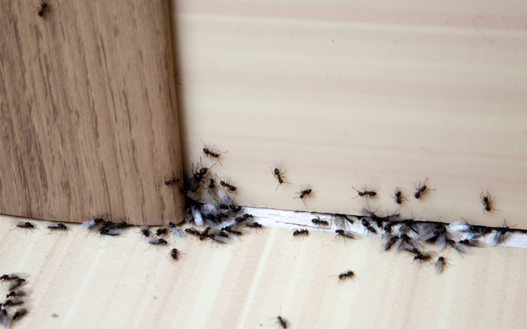 5 Tips to Prevent Pests in Your Home