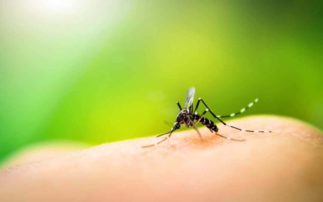 5 Tips to Repel Mosquitoes from Your Property