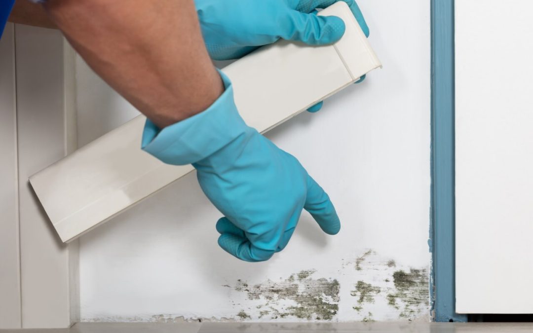 5 Signs of Mold Growth in Your Home