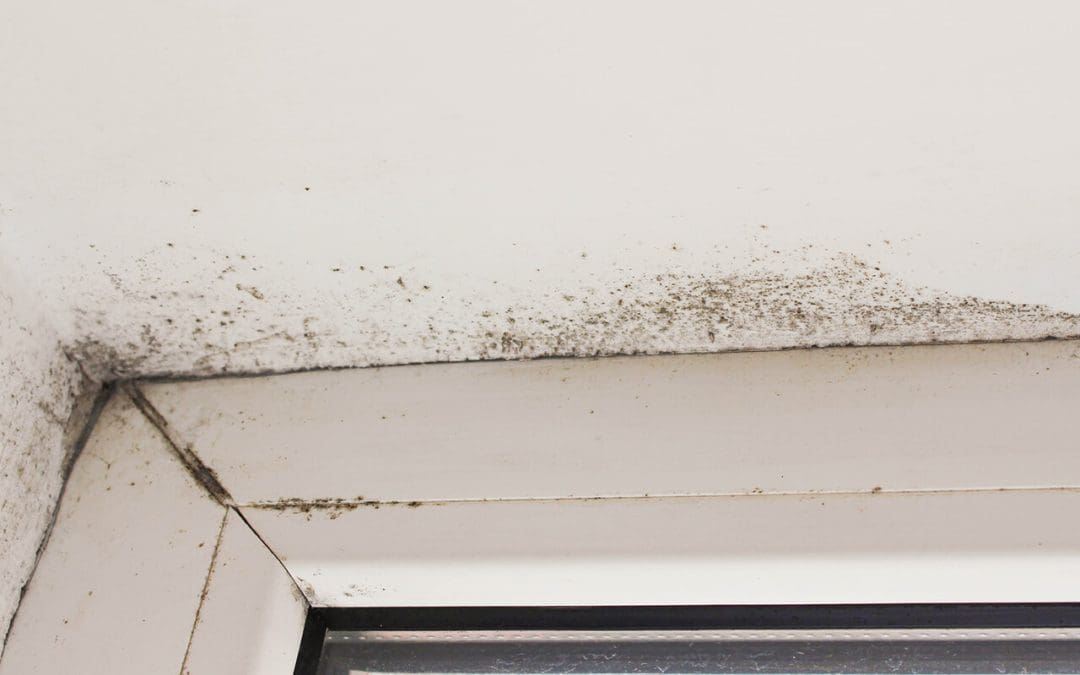 basement mold